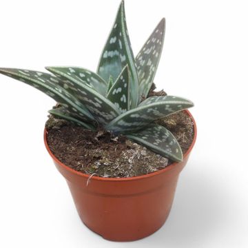 Aloe variegata