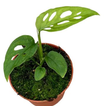 Monstera epipremnoides 'Esqueleto'