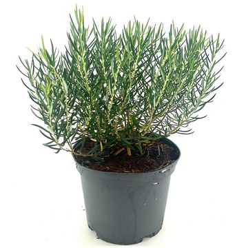 Andromeda glaucophylla