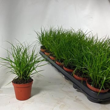 Carex brunnea