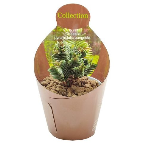 Crassula pyramidalis x congesta