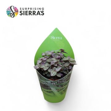 Tradescantia fluminensis