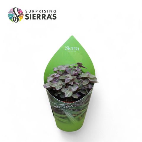 Tradescantia fluminensis