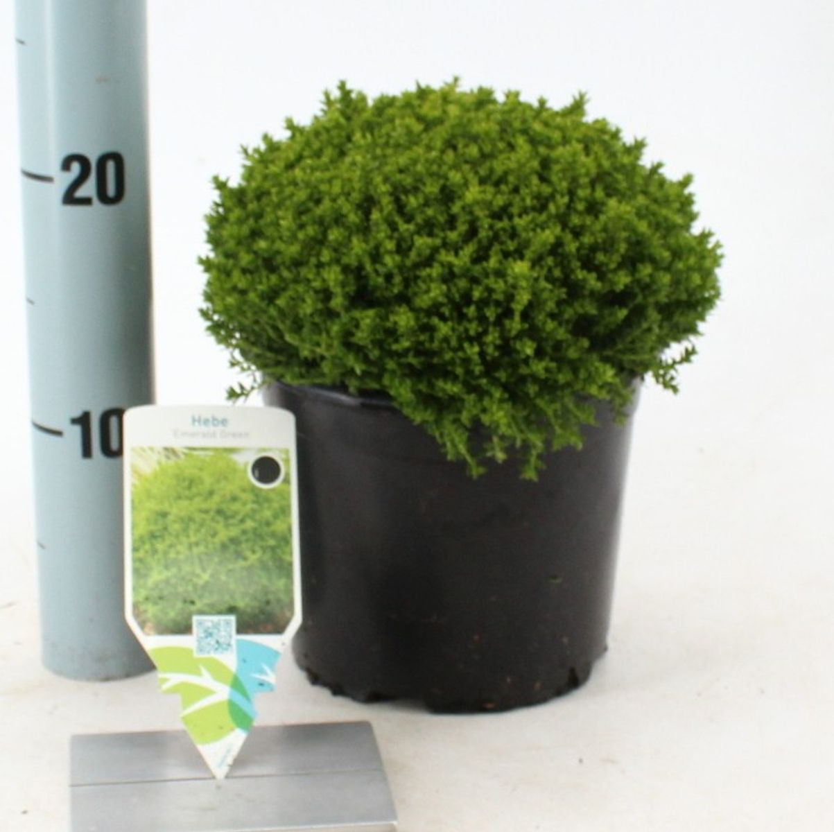 bolia botanique plant pot Botanique Flowerpot 15 x H22,5 cm  BOIS BLANC HOME