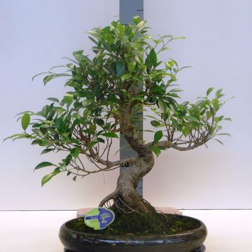 Ficus retusa
