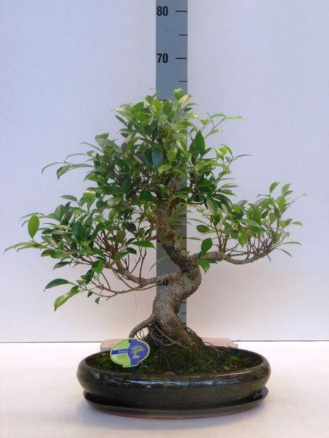 Ficus retusa