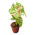 Syngonium 'Strawberry Princess'