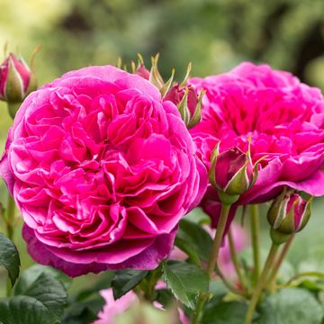 Rosa JAMES L. AUSTIN