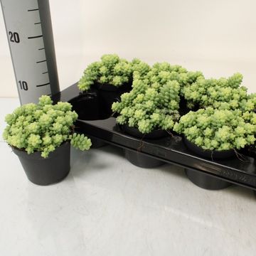 Sedum burrito