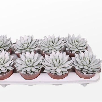Echeveria agavoides PAINT WHITE