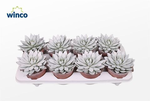 Echeveria agavoides PAINT WHITE