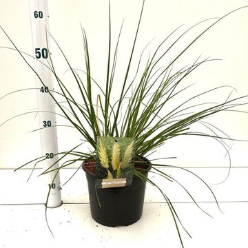 Cortaderia selloana 'Pumila'