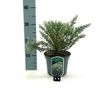 Dorycnium hirsutum