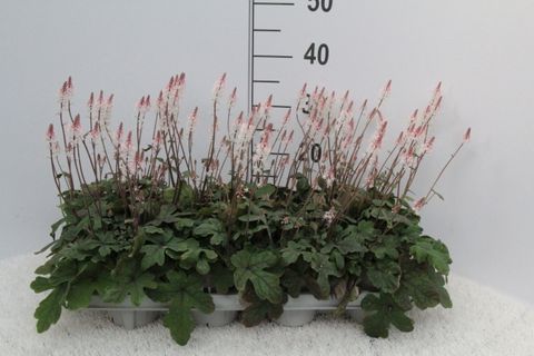 Tiarella cordifolia