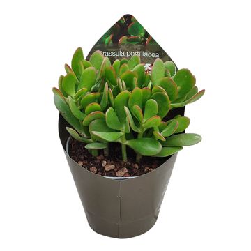 Crassula portulacea