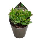 Crassula portulacea