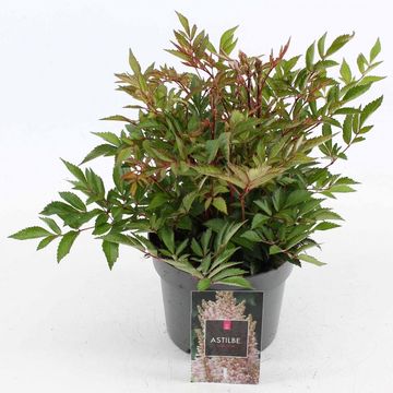 Astilbe 'Look at Me'