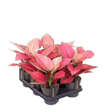 Aglaonema 'Rose Red'