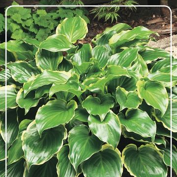 Hosta 'Sugar and Spice'