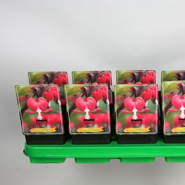 Dicentra spectabilis 'Valentine'