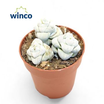 Crassula 'Moonstone'