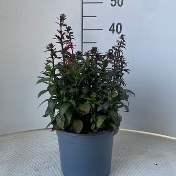 Lobelia x speciosa STARSHIP SCARLET