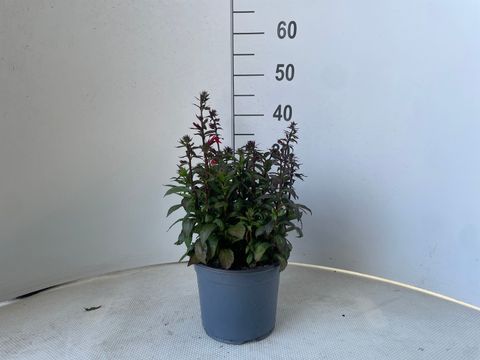 Lobelia x speciosa STARSHIP SCARLET
