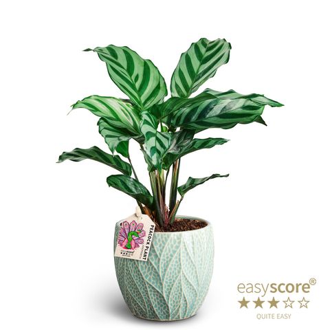 Calathea concinna 'Freddy'