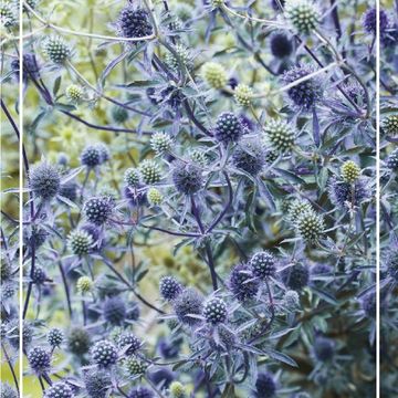 Eryngium MIX