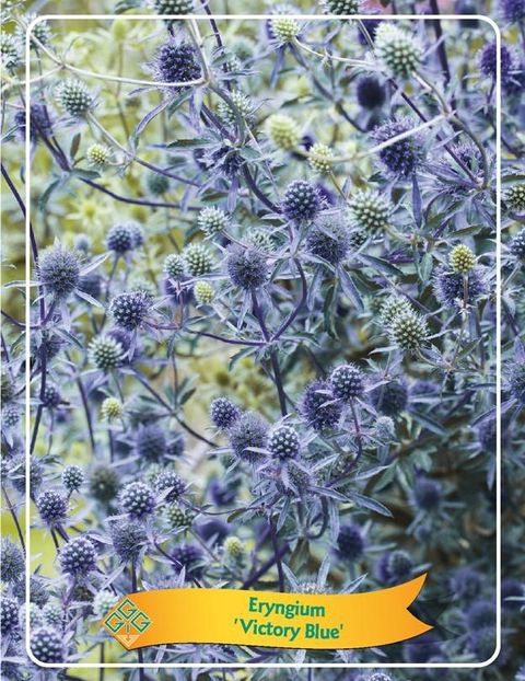 Eryngium MIX
