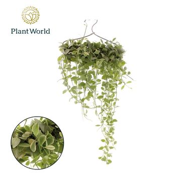 Ετοιμασίες Dischidia