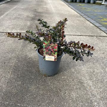 Berberis x media 'Red Jewel'