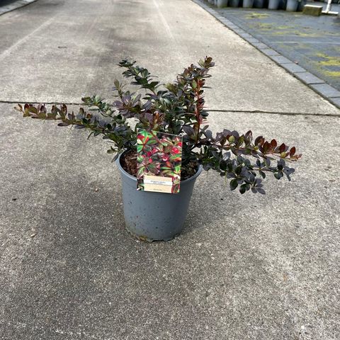 Berberis x media 'Red Jewel'