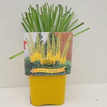 Eremurus 'Solid Yellow'