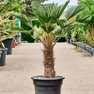 Trachycarpus wagnerianus