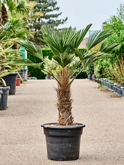 Trachycarpus wagnerianus