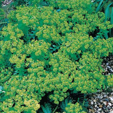 Euphorbia myrsinites