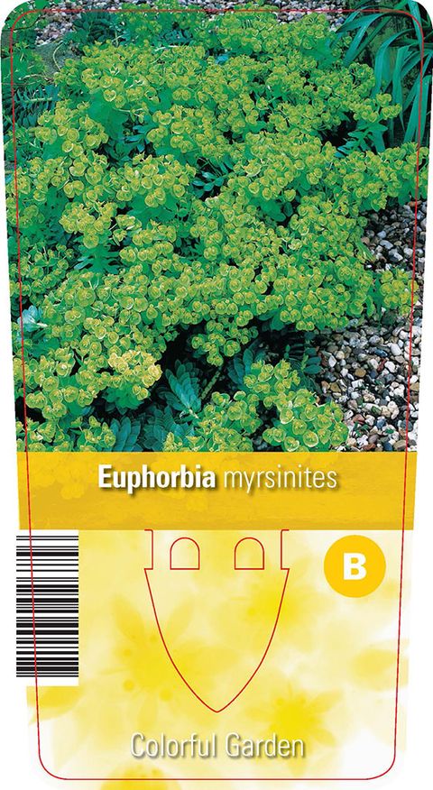 Euphorbia myrsinites