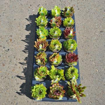 Sempervivum TOETIE FROETIES MOJITO MIX