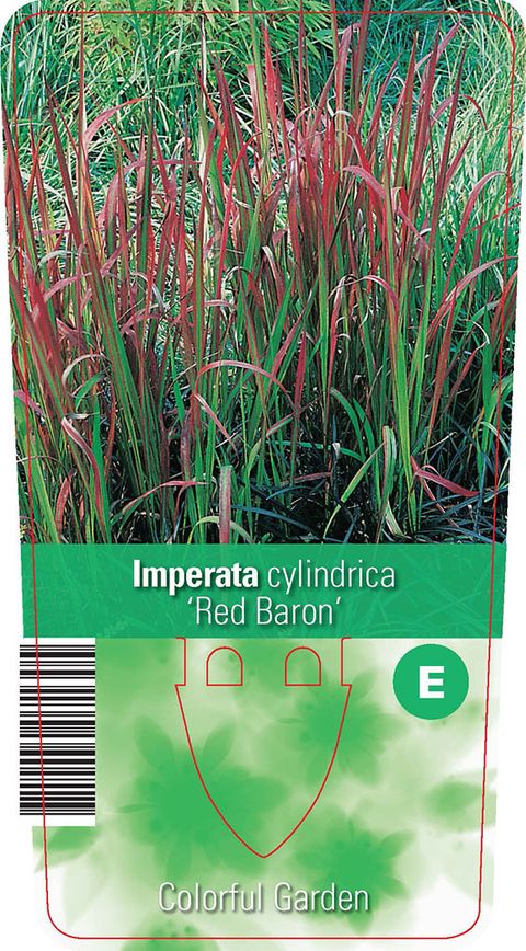 Imperata cylindrica 'Ред Барон'