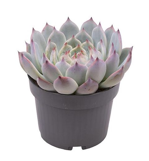 Echeveria parva