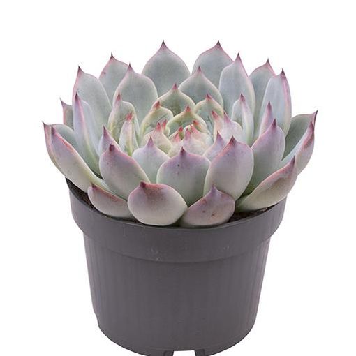 Echeveria parva