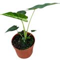 Alocasia 'Frydek Tattoo'