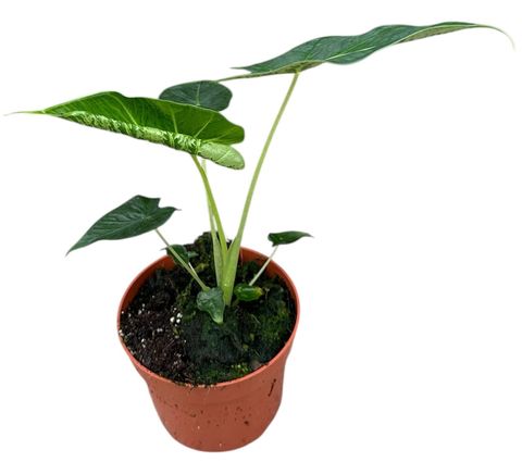 Alocasia 'Frydek Tattoo'