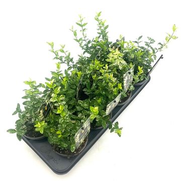 Euonymus fortunei 'Harlequin'