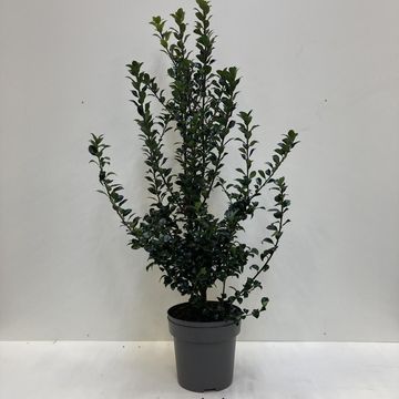 Ilex x meserveae HECKENFEE