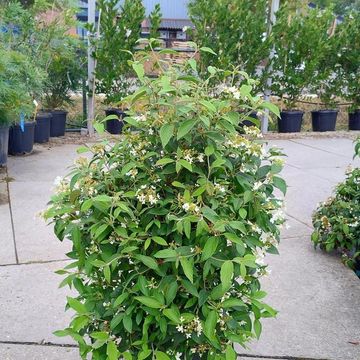 Viburnum plicatum 'Summer Snowflake'