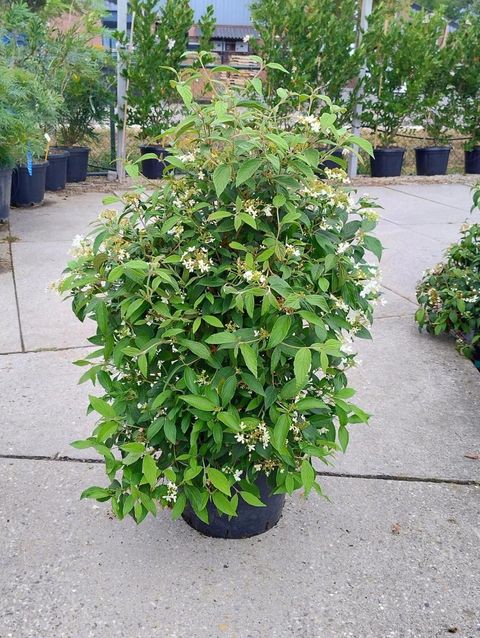 Viburnum plicatum 'Summer Snowflake'