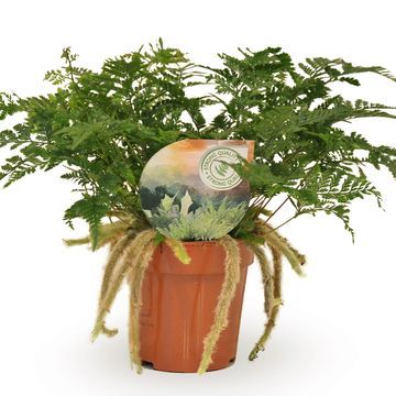 Humata tyermannii