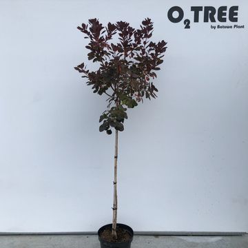 Cotinus coggygria 'Royal Purple'